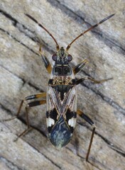Beosus maritimus