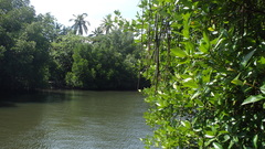 Varanus salvator salvator