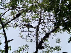 Chamaepetes goudotii