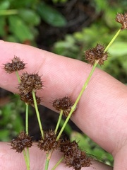 Juncus scirpoides