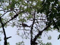 Chamaepetes goudotii