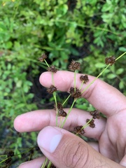 Juncus scirpoides