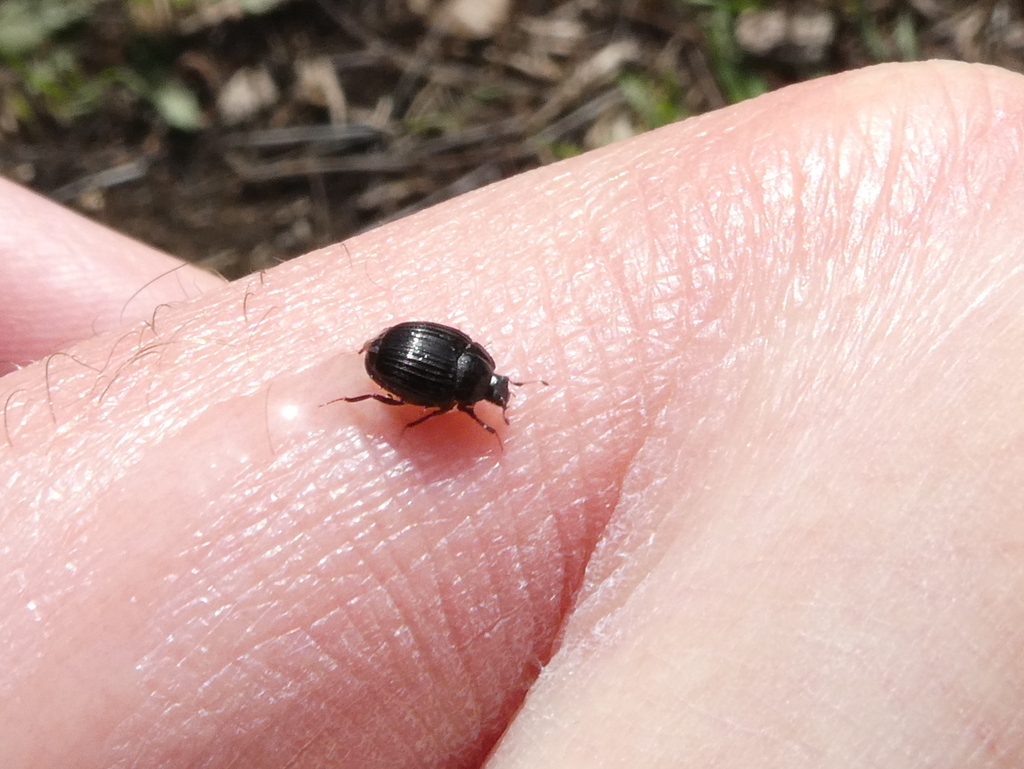 Onthophilus lecontei