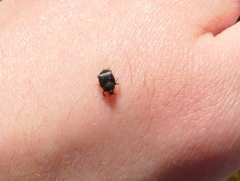 Histeridae