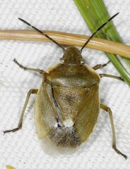 Chlorochroa pinicola