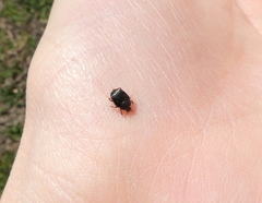 Histeridae