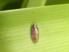 Meteorus pulchricornis