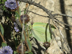 Gonepteryx rhamni
