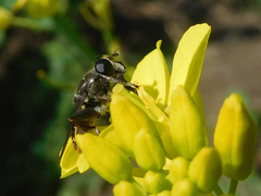 Asemosyrphus mexicanus