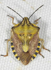 Carpocoris pudicus