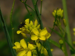 Asemosyrphus mexicanus