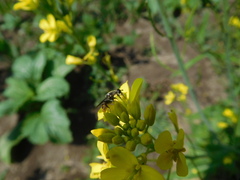Asemosyrphus mexicanus