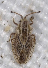 Lasiacantha