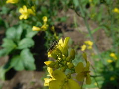 Asemosyrphus mexicanus