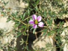 Fagonia cretica