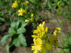 Asemosyrphus mexicanus