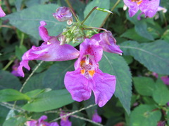 Impatiens textorii