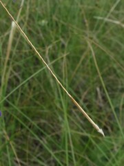 Stipa
