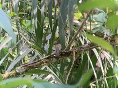 Leptopogon rufipectus