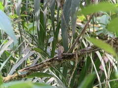 Leptopogon rufipectus