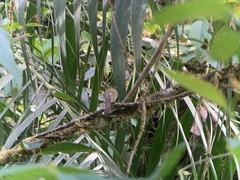 Leptopogon rufipectus