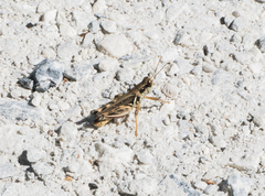 Melanoplus devastator
