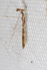 Empicoris culiciformis