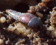 Sepedophilus