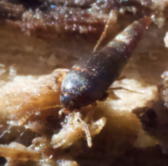 Sepedophilus