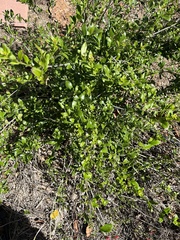 Gambelia juncea