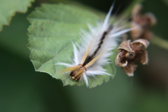 Halysidota ruscheweyhi