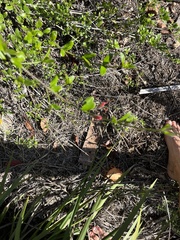 Gambelia juncea