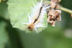 Halysidota ruscheweyhi