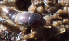 Sepedophilus