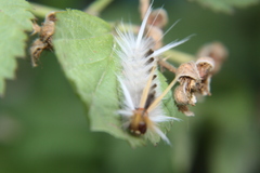 Halysidota ruscheweyhi