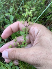Hypericum tenuifolium