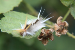 Halysidota ruscheweyhi