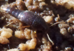Sepedophilus