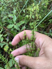Hypericum tenuifolium