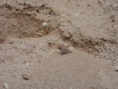 Ammomanes deserti