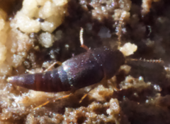 Sepedophilus