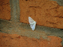 Margaroniini