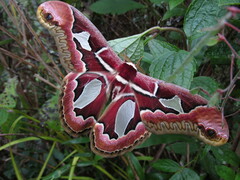 Rothschildia jacobaeae
