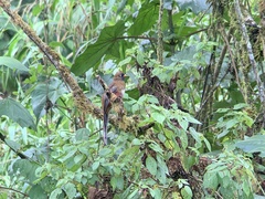 Trogon personatus