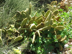 Opuntia microdasys