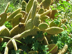 Opuntia microdasys