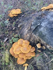 Gymnopilus ventricosus