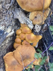 Gymnopilus ventricosus