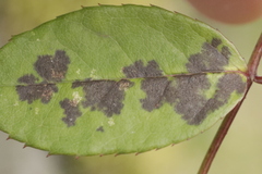 Diplocarpon rosae