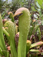 Sarracenia minor
